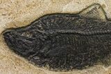 Fossil Fish (Diplomystus) - Green River Formation - Inch Layer #144223-2